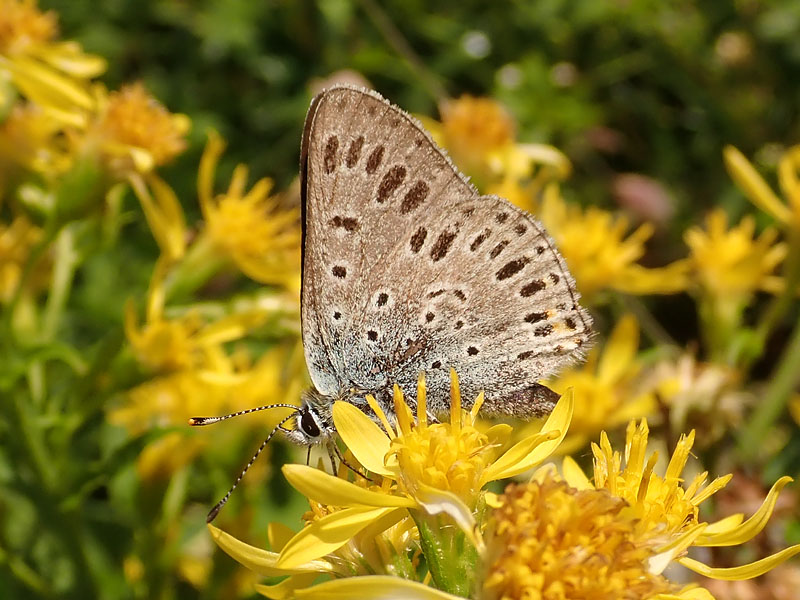 Lycaenidae: Lycaena tityrus ssp subalpina